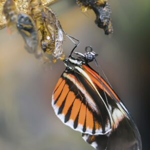 Butterfly emerging from a cocoon, symbol of complete transformation. | Vlinder die uit een cocon komt, symbool voor volledige persoonlijke transformatie.