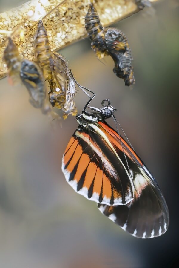 Butterfly emerging from a cocoon, symbol of complete transformation. | Vlinder die uit een cocon komt, symbool voor volledige persoonlijke transformatie.