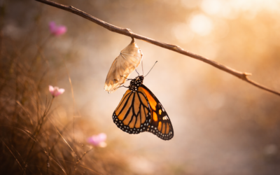 Waarom je bevriest als je zichtbaar wilt worden — en hoe je weer in beweging komt